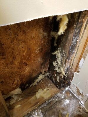 Mold Remediation in Columbus, OH (2)