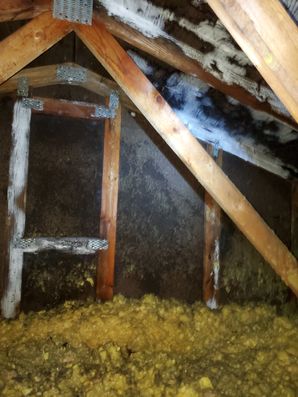 Attic Mold Removal in Grove City, OH (4)