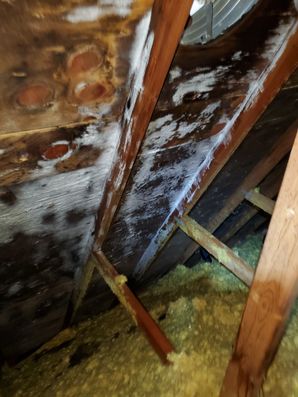 Attic Mold Removal in Grove City, OH (1)